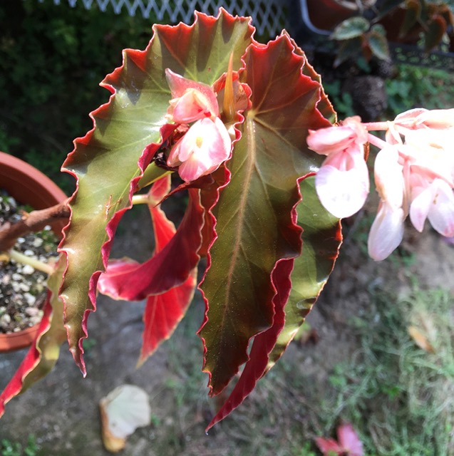 B. ‘Tomoshibi’